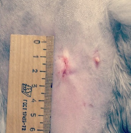 Шов после стерилизации у кошки